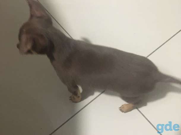 Продаю щенка той-терьера, фотография 4