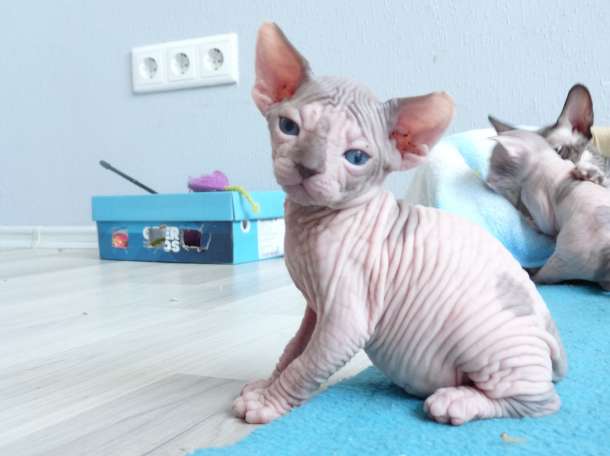 Перспективные котята канадского сфинкса, фотография 5