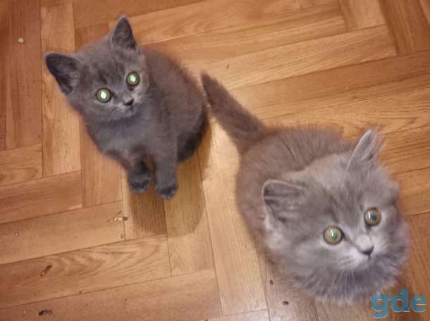 Котята, фотография 1