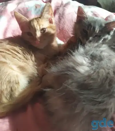 Котят в дар, фотография 8