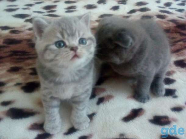 Шотландские котята, фотография 6
