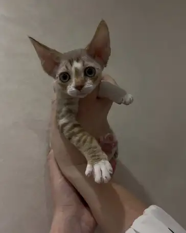 Котенок ДевонРекс, фотография 2