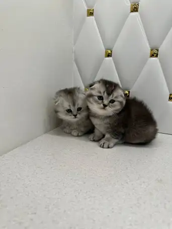 Шотландские котята, фотография 5