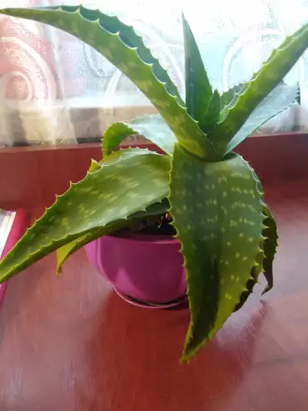 Продам алоэ 3 года, фотография 2