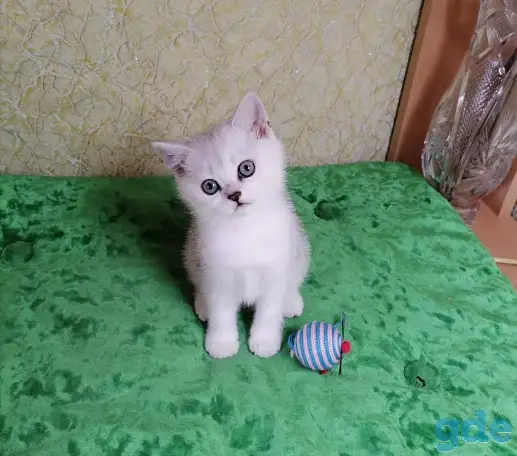 Британские котята, фотография 3