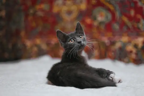 Нежный котенок Масик ищет дом!, фотография 19