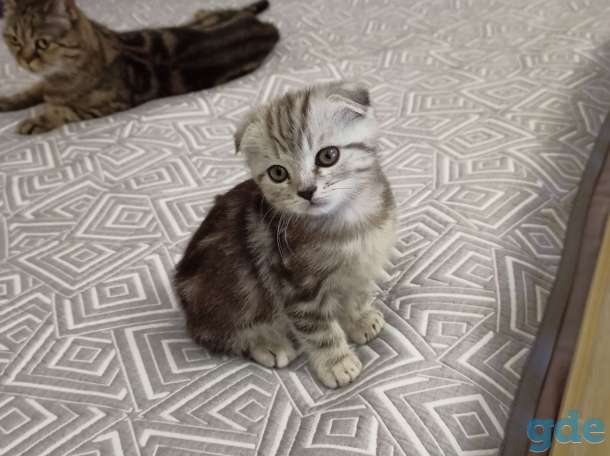 котята шотландские, фотография 3