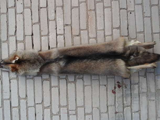 продам шкуру волка, фотография 2