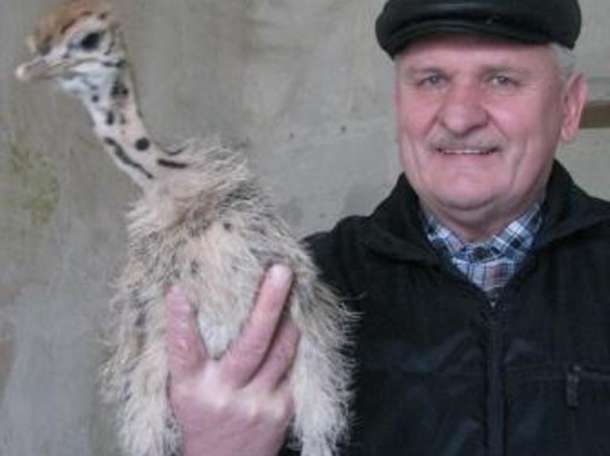 Продам инкубаторы на 63 и 72 страусиных яйца, фотография 3
