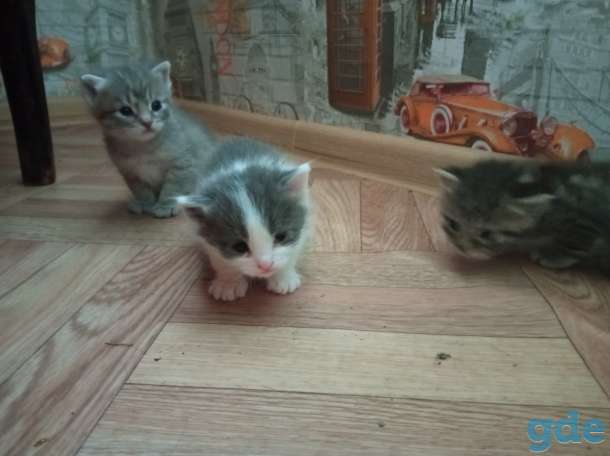 Отдадим котёнка в добрые руки, фотография 2