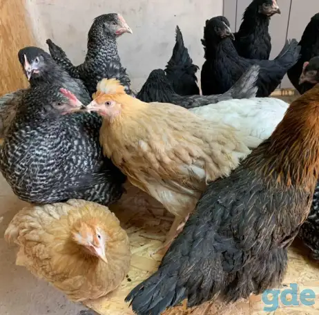 Куры несушки доставка по району, фотография 2
