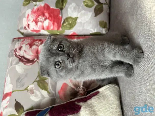 Шотландские котята, фотография 3