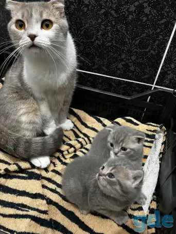 Шотландские котята, фотография 7