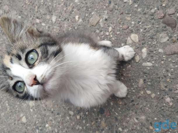 Котята в добрые руки, фотография 1