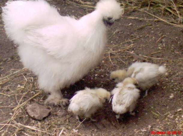 Петух китайский шелковый., фотография 2