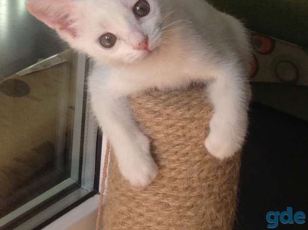 Котёнок ищет дом, фотография 8