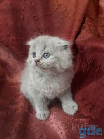 Продам котенка от вислоухой шотландской, фотография 2