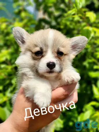 Вельш-корги пемброк., фотография 1