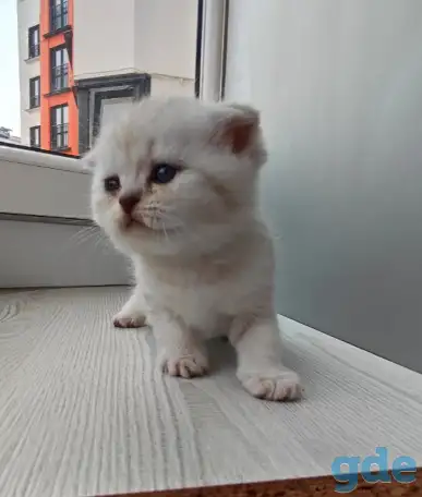 Котята шотландские, фотография 6