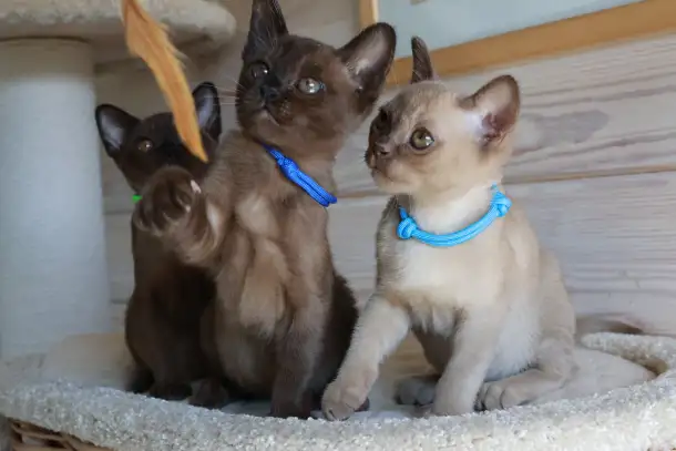 Котята Европейской бурмы, фотография 5