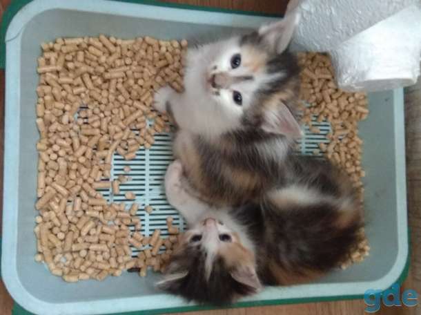 Замечательные котята в добрые руки., фотография 4