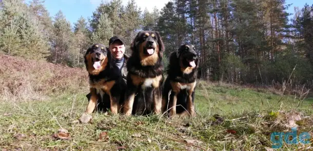 Помощник кинолога на питомника Спб, фотография 1