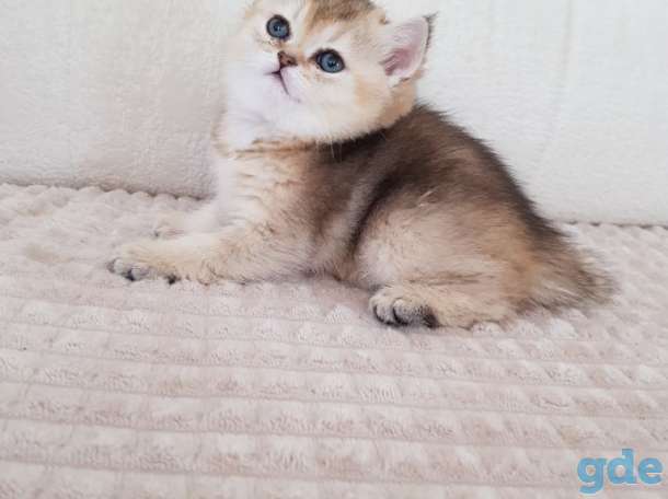 Чистокровные шотландские котята, фотография 7