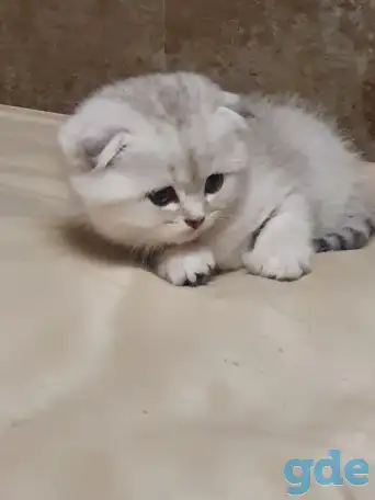 Котята, фотография 4