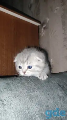 Шотландские чистокровные котята, фотография 7