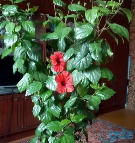 Продам цветы, фотография 7