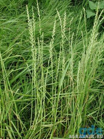 Райграс однолетний (Lolium multiflorum), фотография 2