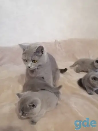 Котята Британские, фотография 7