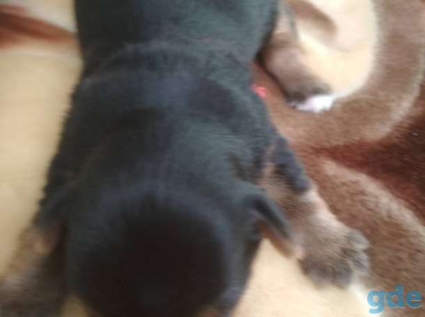 Продам щенят йорков, фотография 1