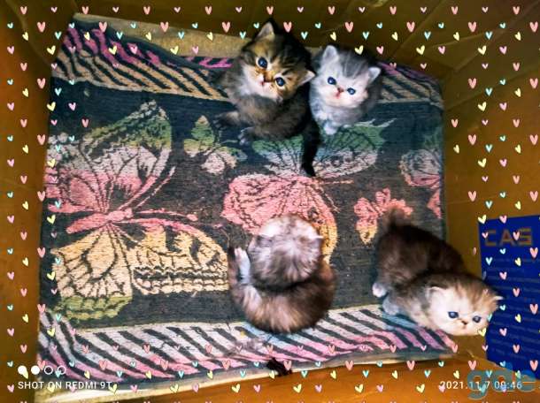 Персидские котята.Экстремального типа ., фотография 2