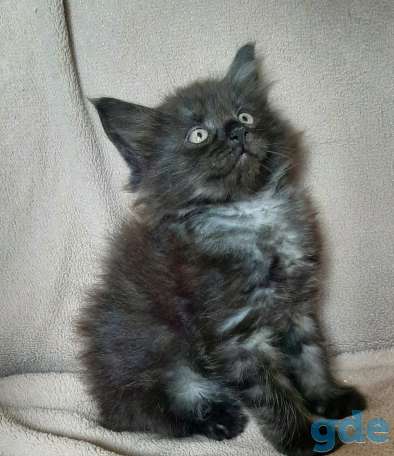 Котята мейн кун, фотография 1