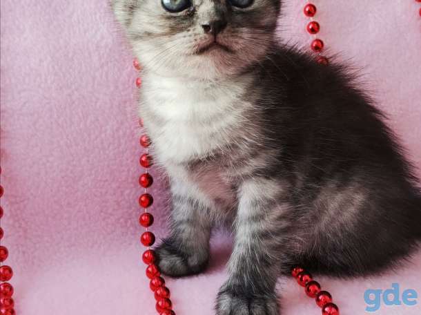 Шотландские котята, фотография 3