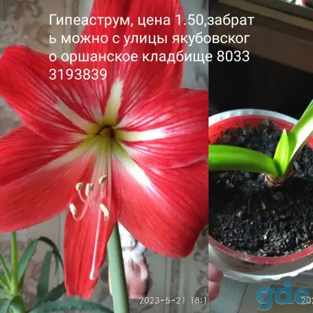 Безвременник, Хризантема, Георгины, Астры, Лилии, фотография 10