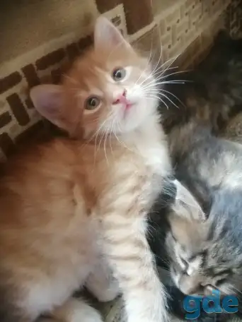 Котята в дар, фотография 7
