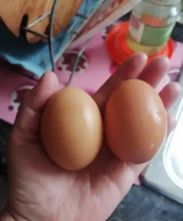 Яйца домашние, фотография 2