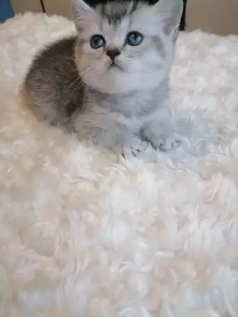 Шотландские котята, фотография 2