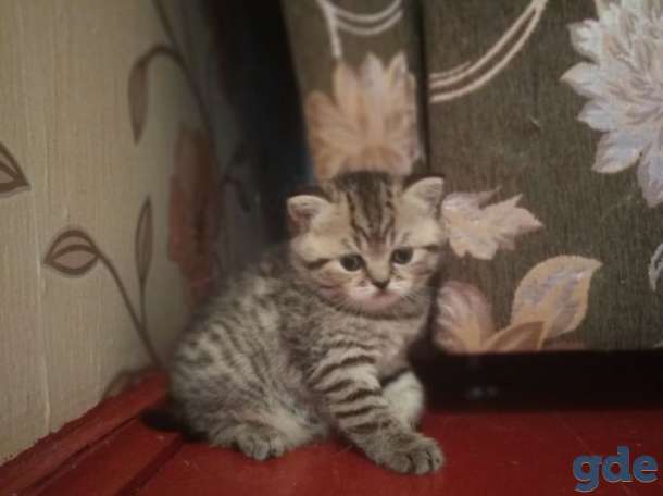 Шотладская кошечка, фотография 3
