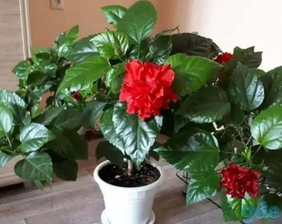 Продам цветы, фотография 8