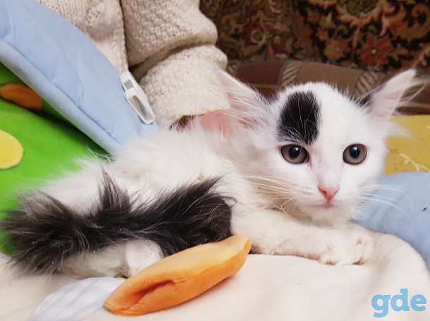Котенок,кошечка в дар., фотография 3