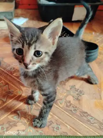 Милые котята ищут дом, фотография 3