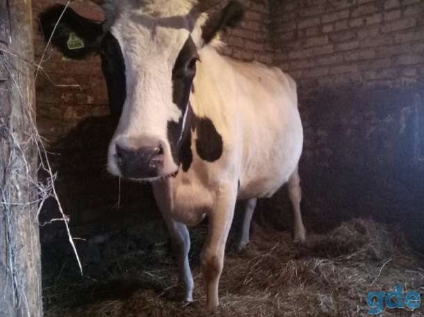 Продам корову тельную, фотография 1