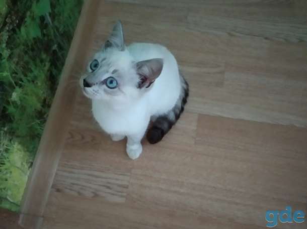 Котики породы бурммила в добрые руки, фотография 1