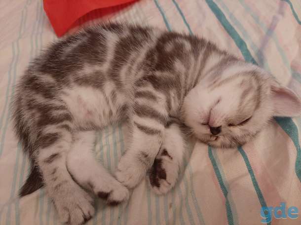 Шотландские котята, фотография 2