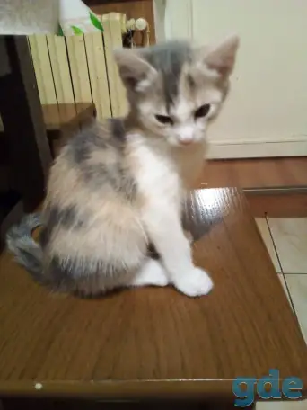 Котята в добрые руки, фотография 1