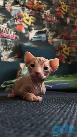 Котенок породы канадский сфинкс, фотография 3