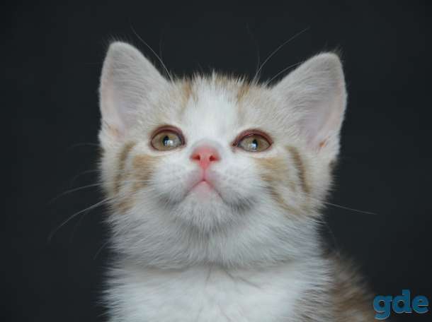 Шотландский котенок, фотография 1